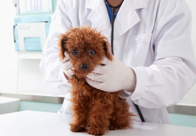 A person holding onto a small brown dog