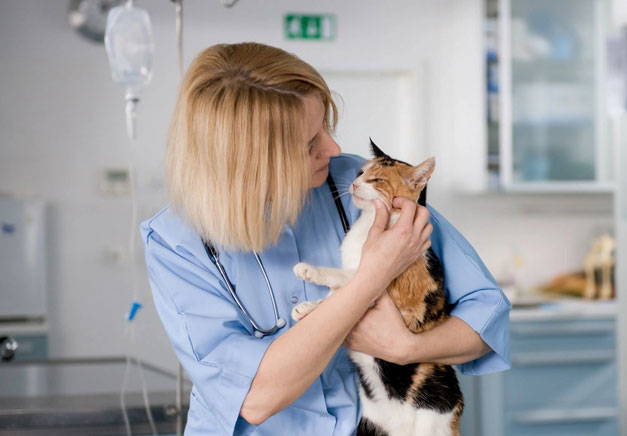 Santa Clarita Animal Hospital A woman holding onto a cat in the hospital