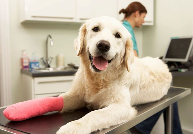 Santa Clarita Animal Hospital A dog with its leg in plaster on the table.