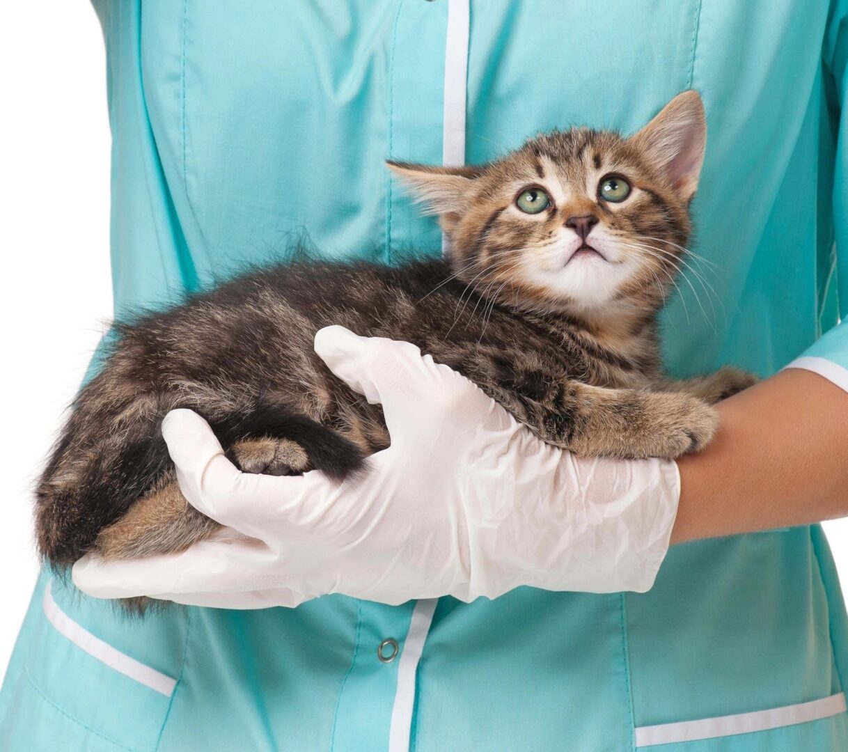 A cat is being held by someone in a blue coat.