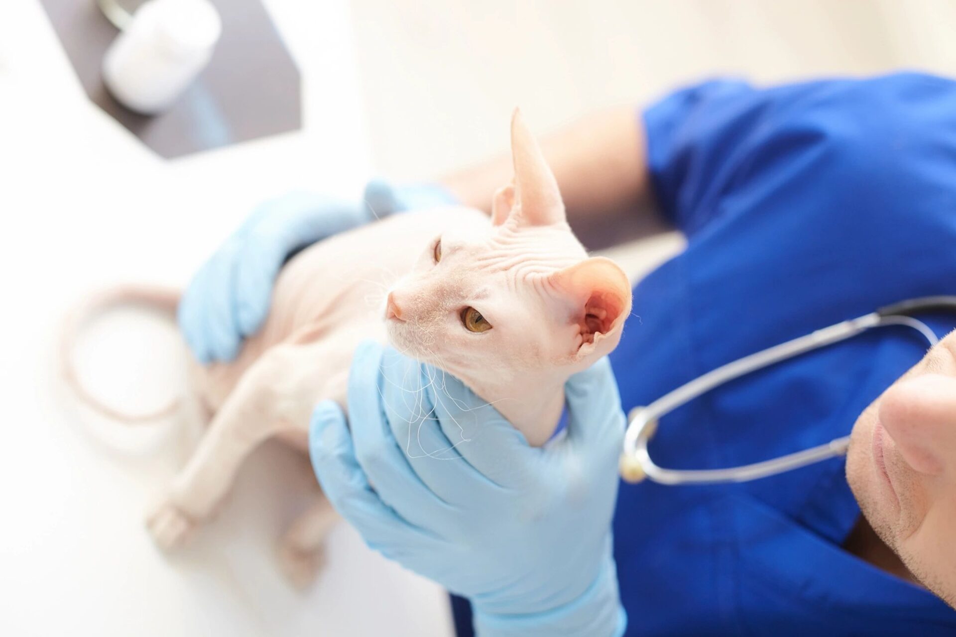 A cat being examined by a vet in blue gloves.