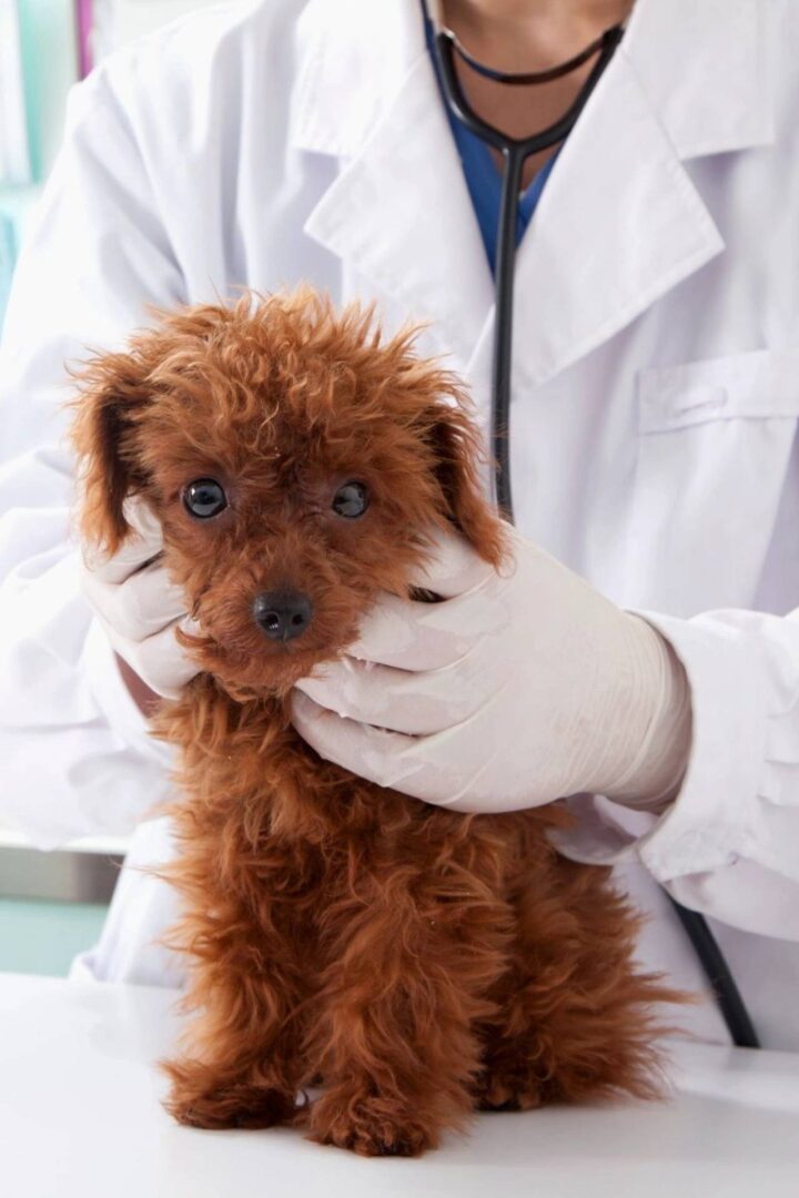 A person holding a small dog in their arms.