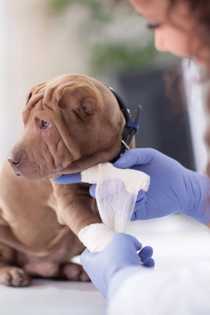 A dog being examined by a vet.