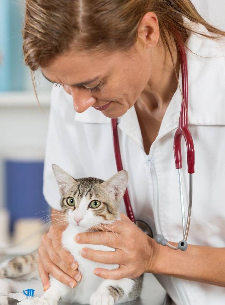 A woman holding a cat with her hands.