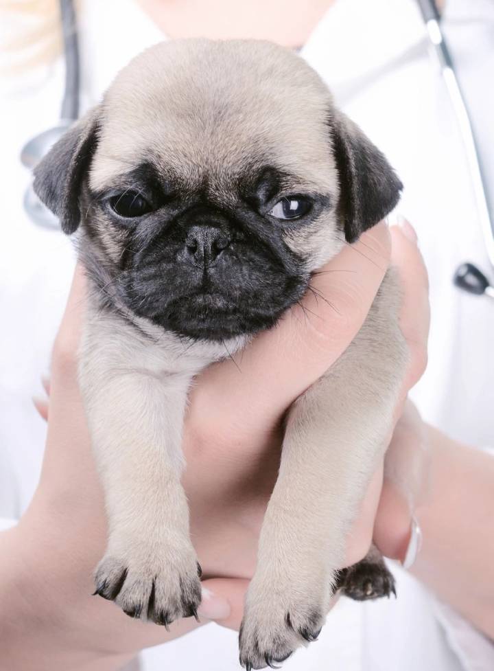 A person holding a small pug puppy in their arms.