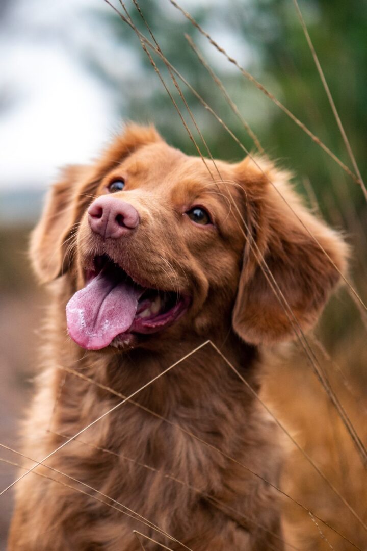 A brown dog with its tongue hanging out.