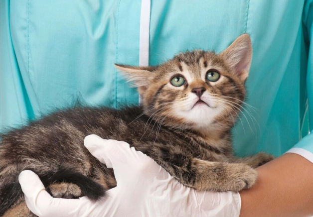 A cat laying on its back in the arm of someone 's glove.