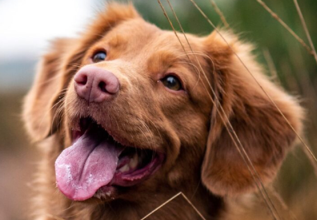 A brown dog with its tongue hanging out.