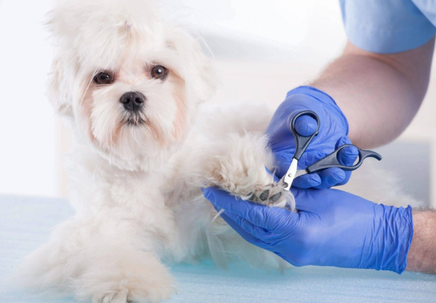 A dog being groomed by someone in blue gloves.
