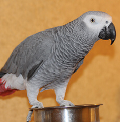 A gray parrot standing on top of a metal pan.