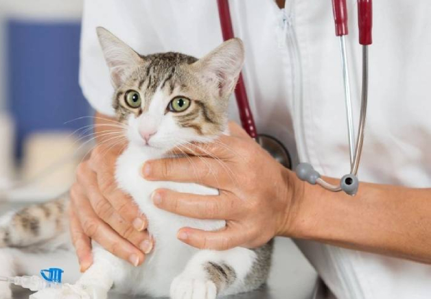 A cat is being held by the vet.