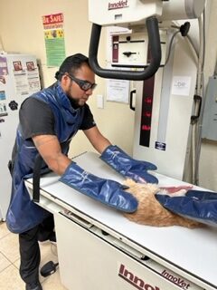 A man in blue gloves and an apron is holding a cat.