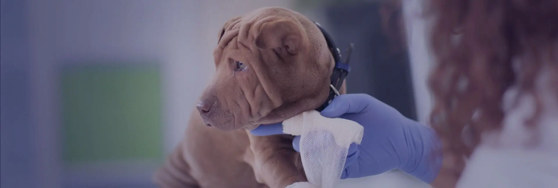 A dog with its head on the arm of a glove.