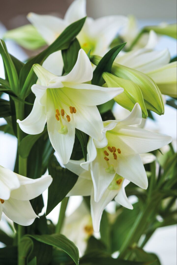 easter lillies