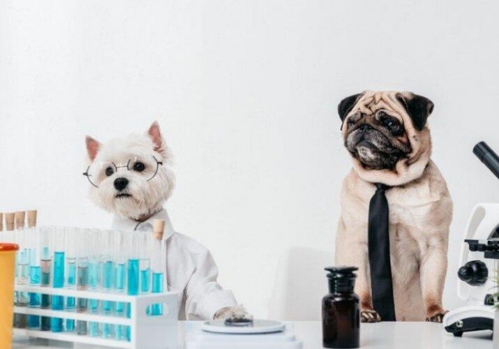 Two dogs dressed up like doctors and nurses