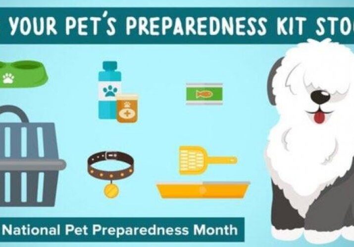 A graphic with various items for pets to prepare.