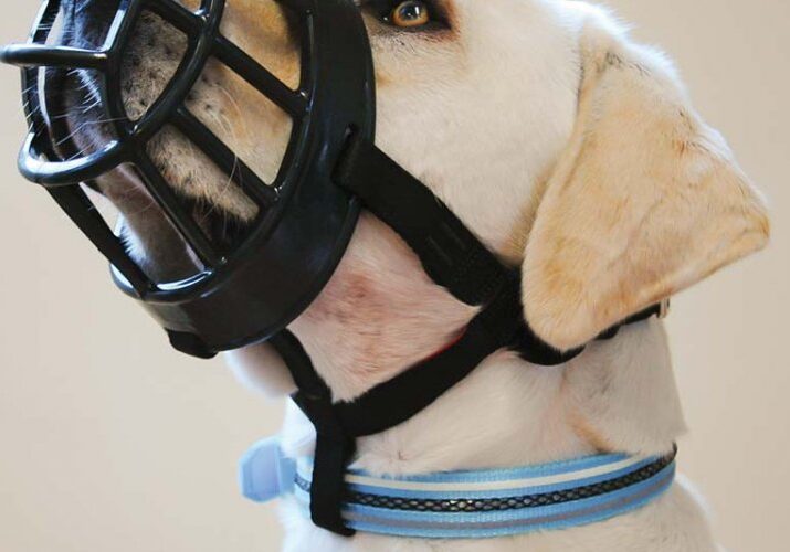 A dog wearing a muzzle with its face in it.
