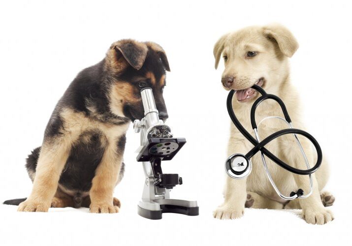 Two dogs with a stethoscope and microscope